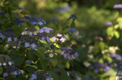 田の字紫陽花