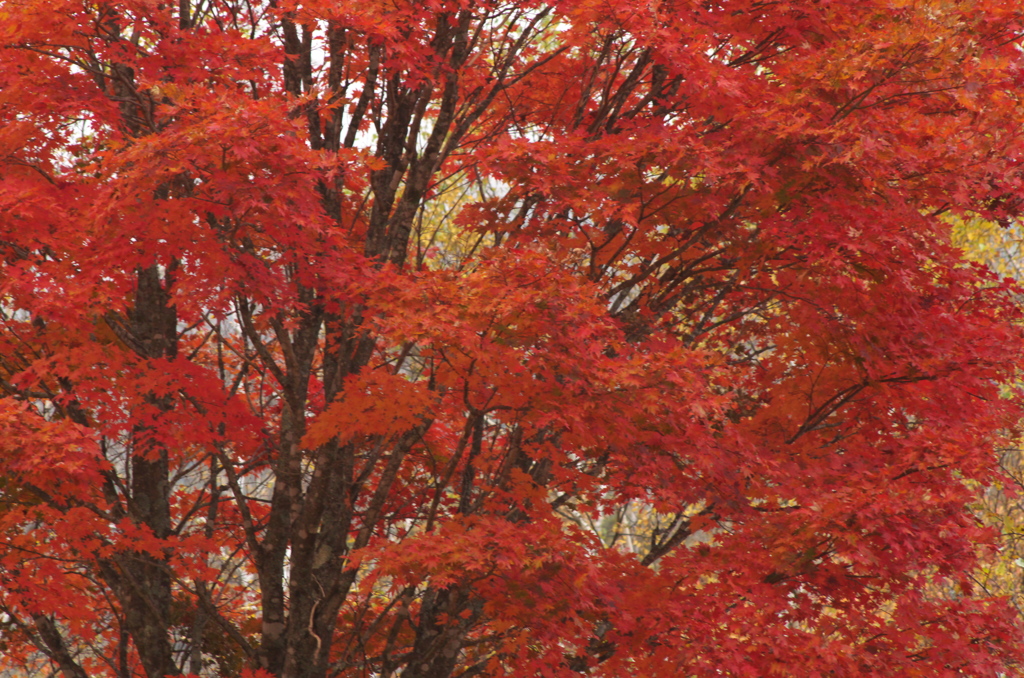 紅葉