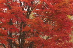 紅葉