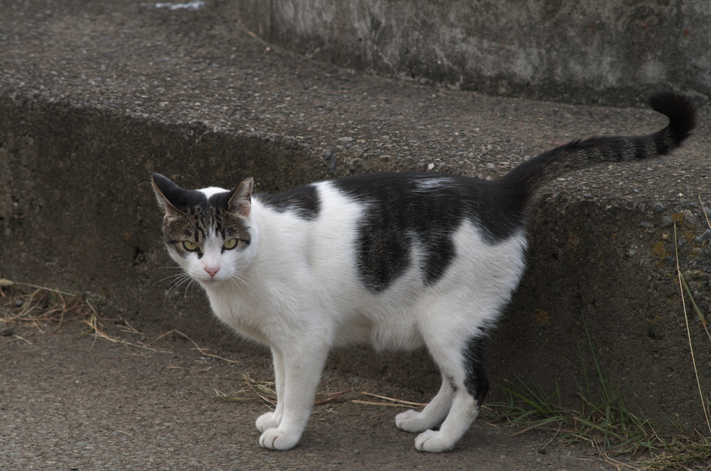 しっぽが長いにゃん