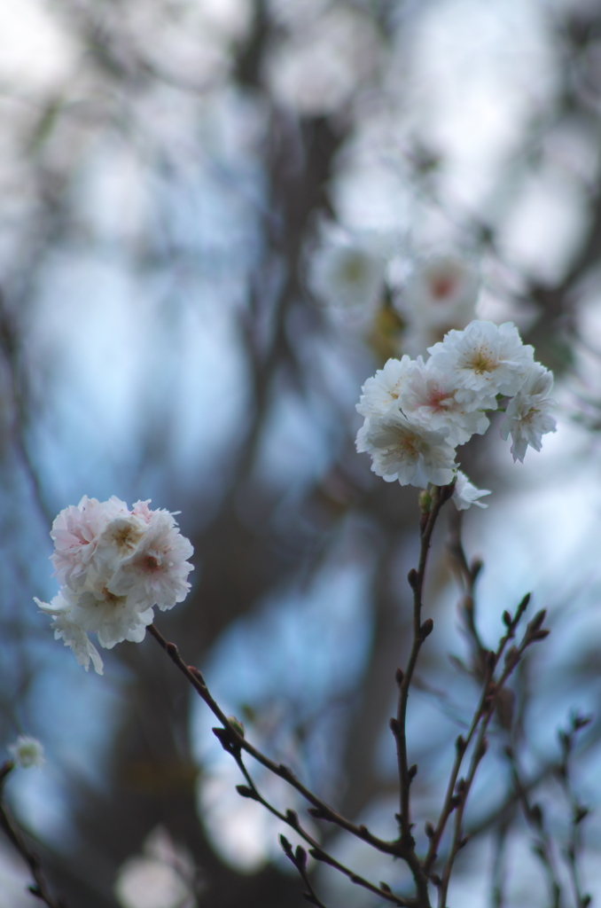 十月桜