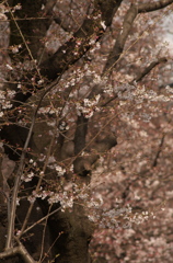 ソメイヨシノ