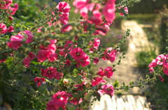 夏花壇