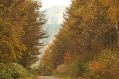 落葉松の道