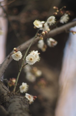 梅