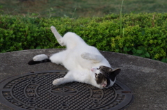 お行儀悪いにゃん