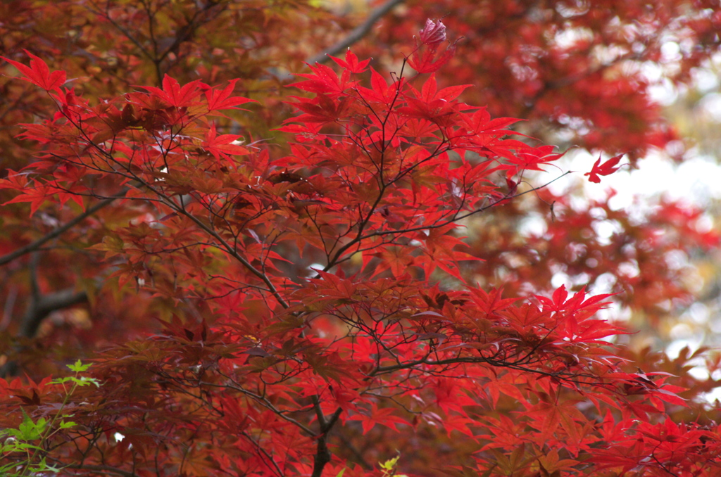 紅葉