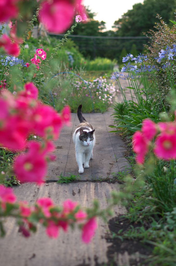 にゃんこと花壇