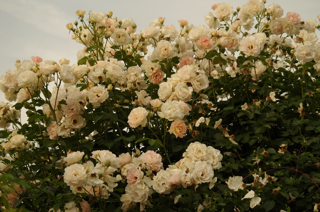 夕暮れの薔薇