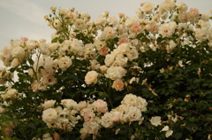 夕暮れの薔薇