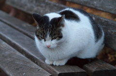 侵入猫➅