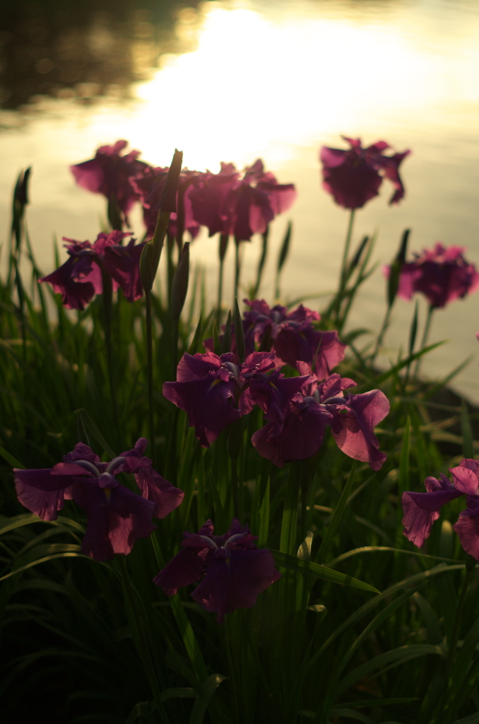 菖蒲園の夕暮れ
