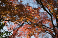 紅葉の思い出