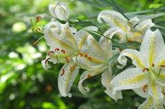 山百合