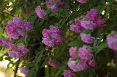薔薇