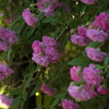 薔薇