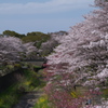 昭和記念公園の春