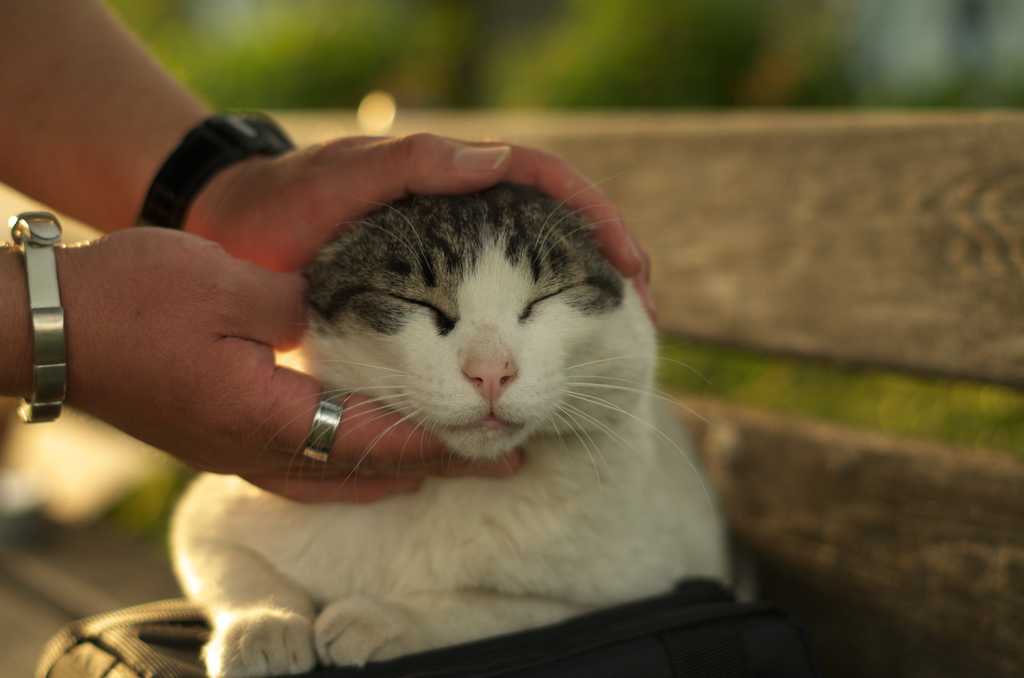 可愛いにゃんこ