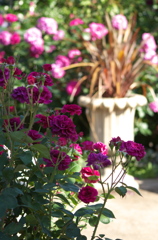 薔薇