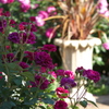 薔薇