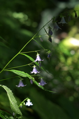 沢の花