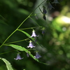 沢の花
