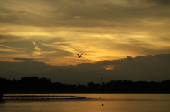 鳥と夕景