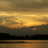 鳥と夕景