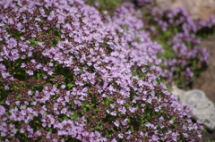 高原の花