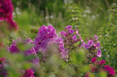  フロックス（花魁草）の季節（２）