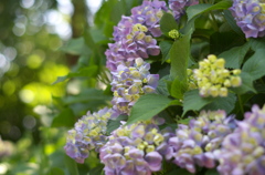 紫陽花