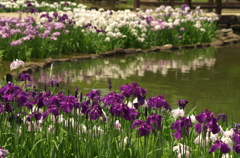 花菖蒲