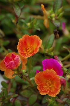 雨の日の花