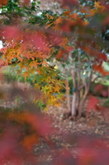 紅葉