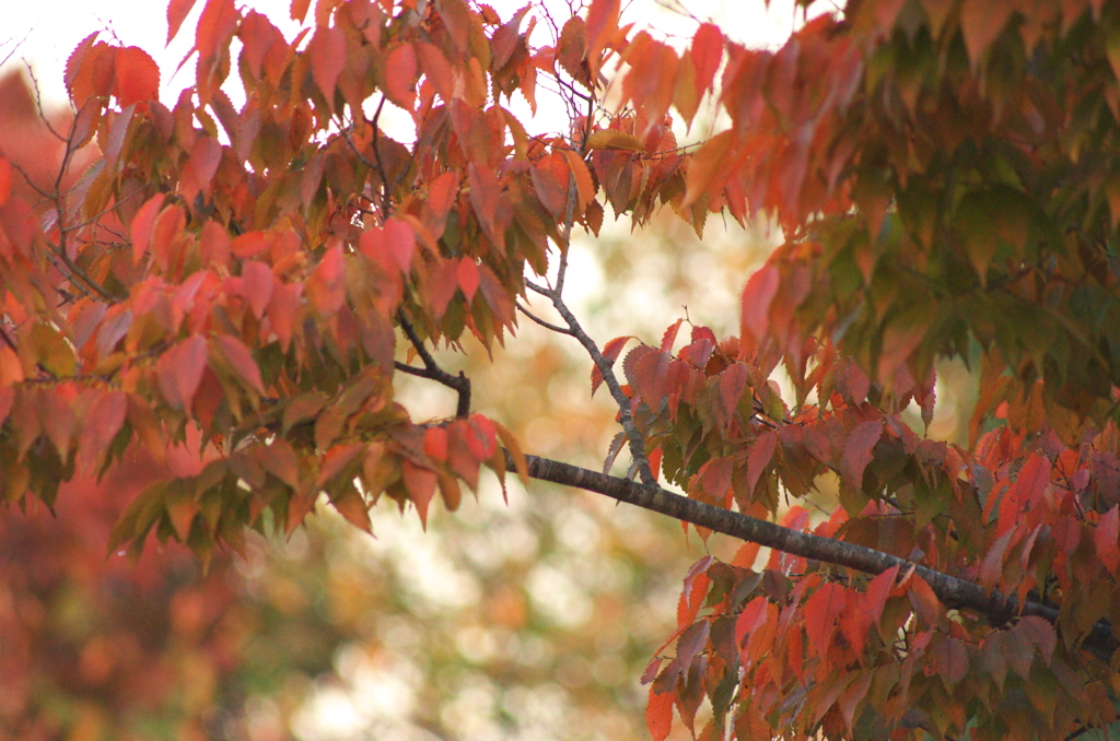 公園の紅葉