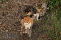 河原のノラ猫さん