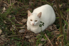白にゃんこ