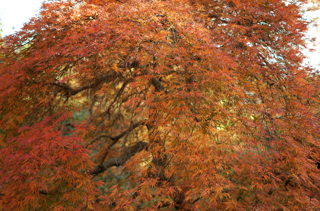 紅葉