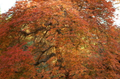紅葉
