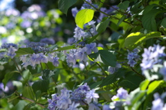 紫陽花