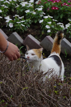 食べないにゃ