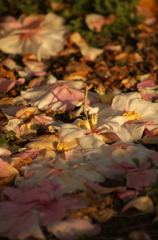 落花