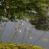 池