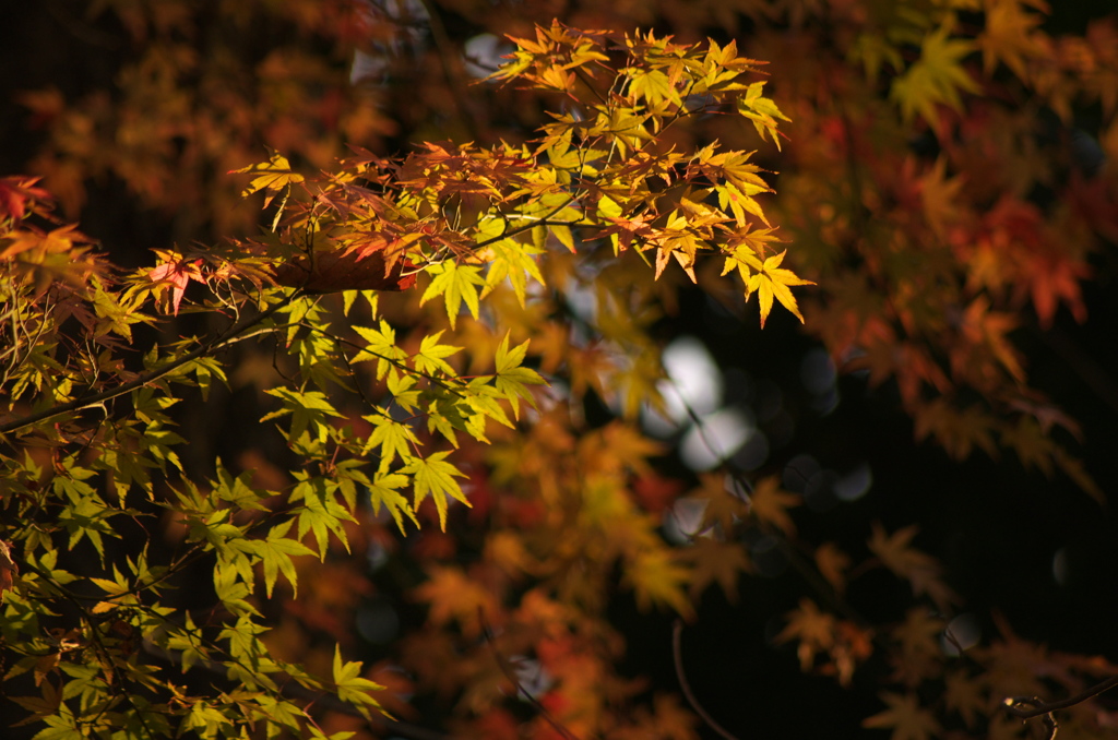 今日の紅葉