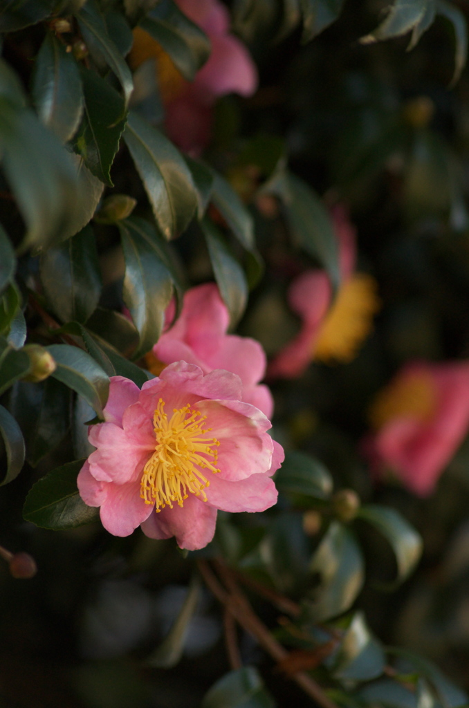 山茶花