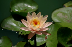 尾根見の池（花菜ガーデン）