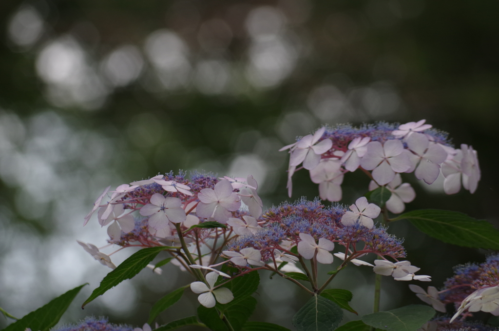 玉ボケ練習　紫陽花（１）