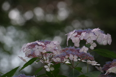 玉ボケ練習　紫陽花（１）
