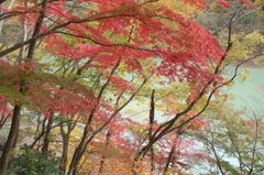 紅葉