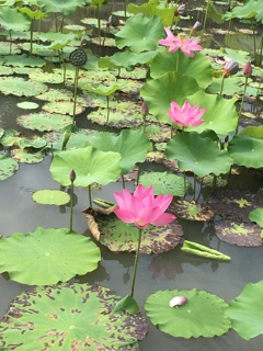 上田市国分寺蓮池